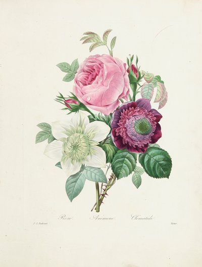 Rose, Anemone und Clematis, graviert von Victor, aus 